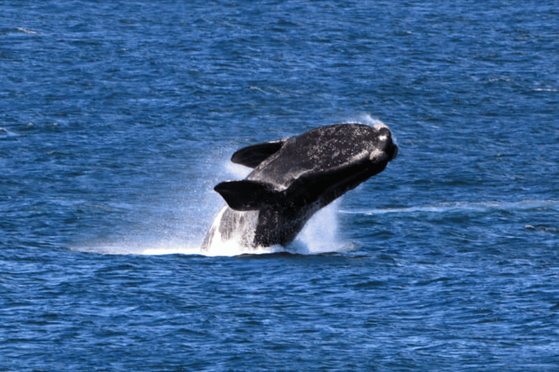 Southern Right Whale (Eubalaena australis)