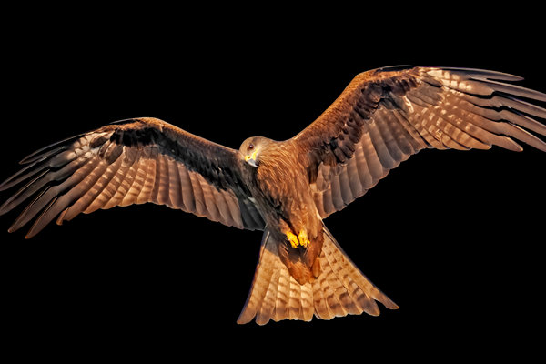 Black Kite (Milvus migrans) in the wild