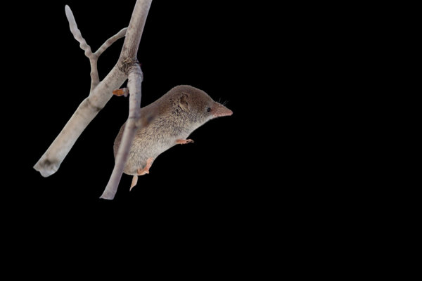Least Shrew (Sorex minutissimus) in the wild