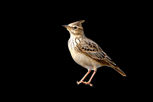 Malabar Lark (Galerida malabarica) in the wild
