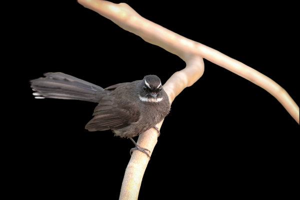 White-browed Fantail (Rhipidura aureola) in the wild