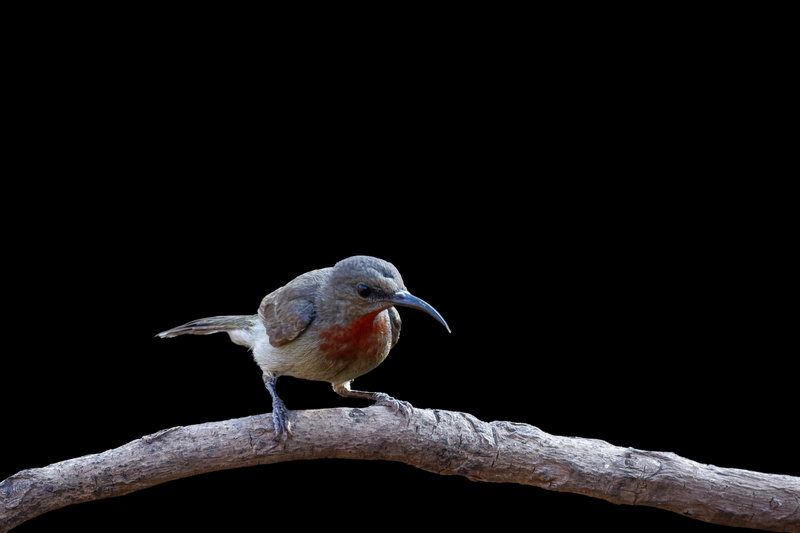 Vigors's Sunbird (Aethopyga vigorsii)