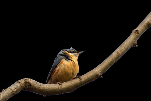 Eurasian Nuthatch (Sitta europaea) in the wild