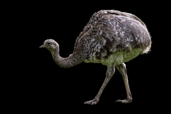 Lesser Rhea (Rhea pennata) in the wild