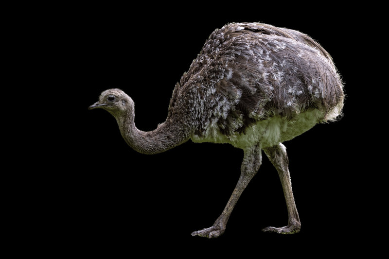 Lesser Rhea (Rhea pennata)