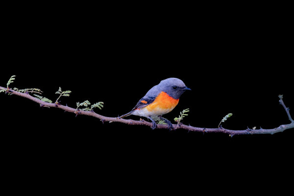 Small Minivet (Pericrocotus cinnamomeus) in the wild