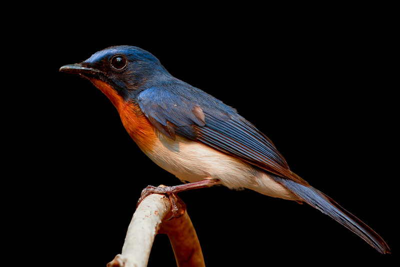 Tickell's Blue Flycatcher (Cyornis tickelliae)
