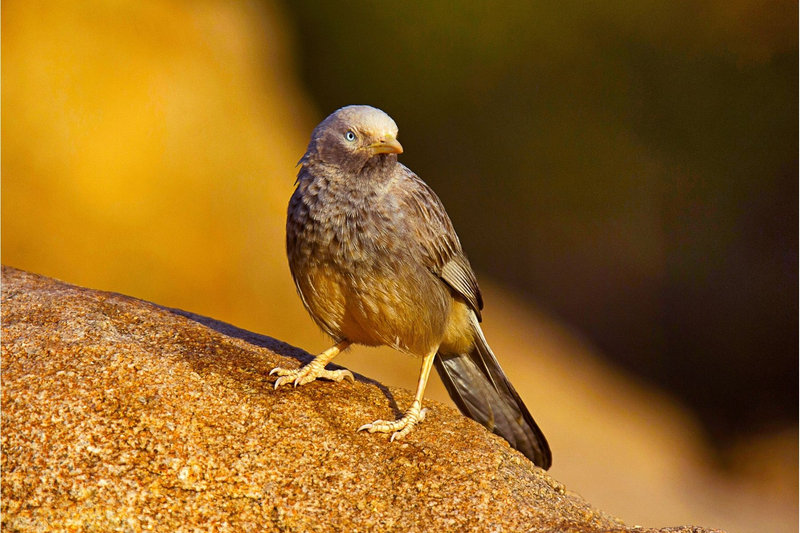 Large Gray Babbler (Argya malcolmi)