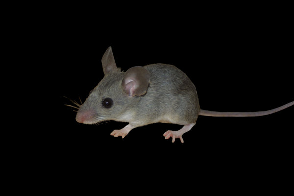 Rock Mouse (Apodemus mystacinus) in the wild