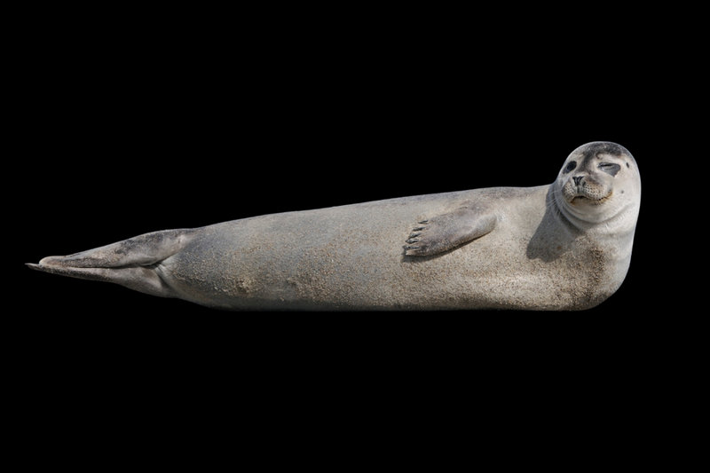 Common Seal (Phoca vitulina)                      — North Atlantic                                        