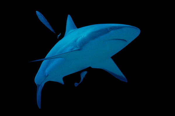 Great White Shark (Carcharodon carcharias) in the wild