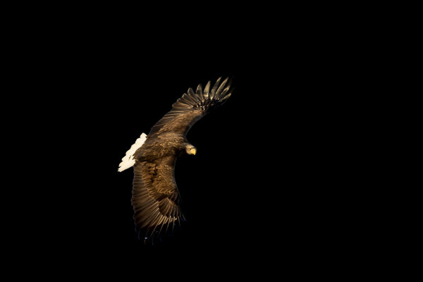 White-tailed Eagle (Haliaeetus albicilla) in the wild