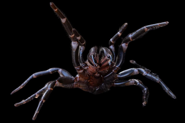 Sydney Funnel-web Spider (Atrax robustus) in the wild