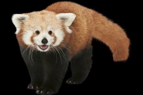 Indonesian Red Panda (Ailurus fulgens) in the wild