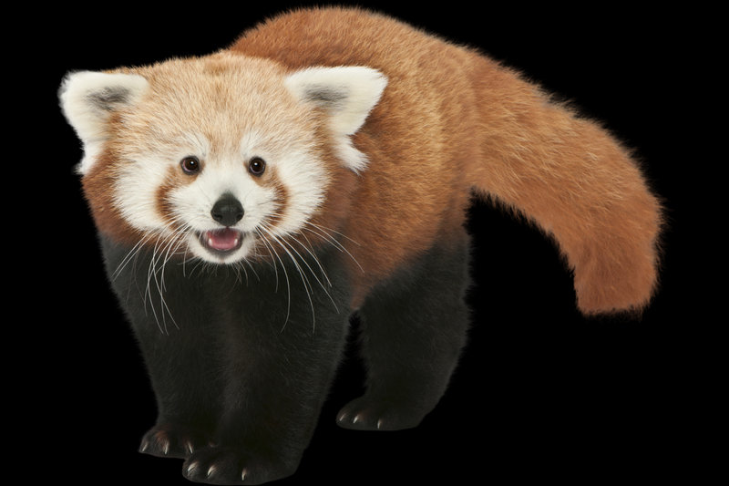 Indonesian Red Panda (Ailurus fulgens) — Sumatra, Indonesia
