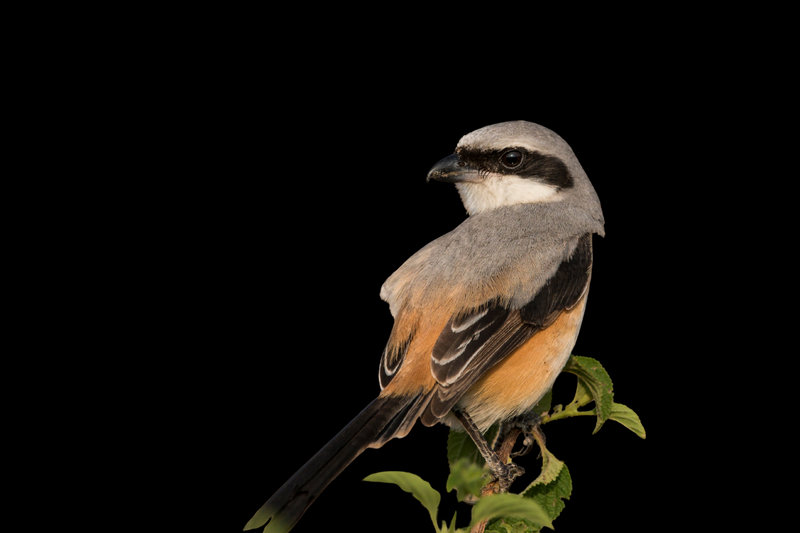 Bay-backed Shrike (Lanius vittatus) — Indian subcontinent