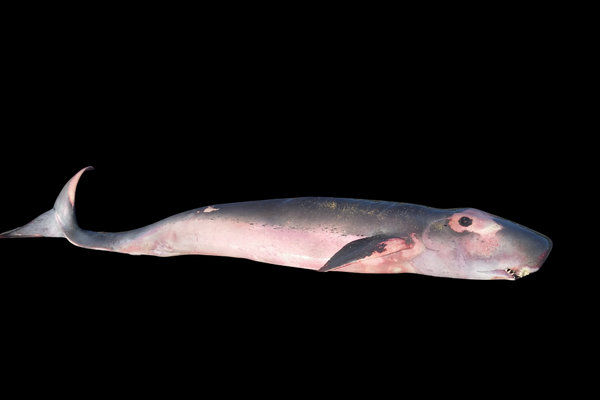 Pygmy Sperm Whale (Kogia breviceps) in the wild