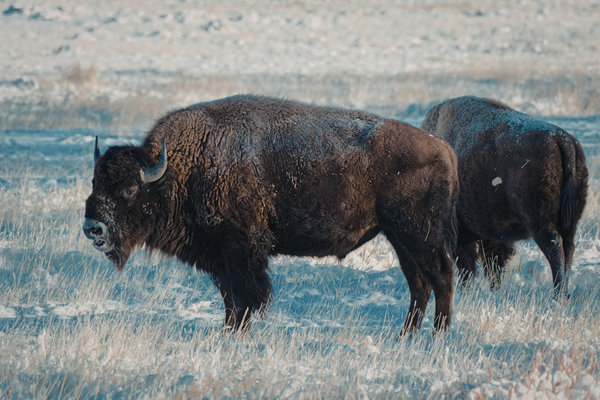 American Bison (Bison bison) in the wild