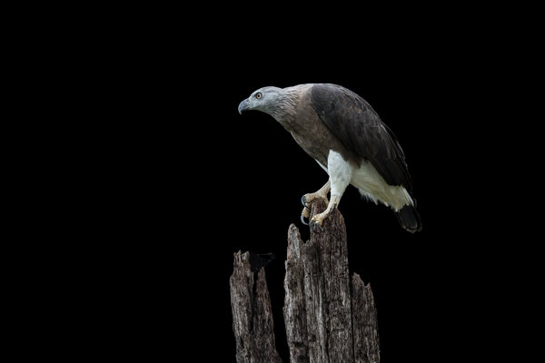 Gray-headed Fish-Eagle (Haliaeetus ichthyaetus) in the wild