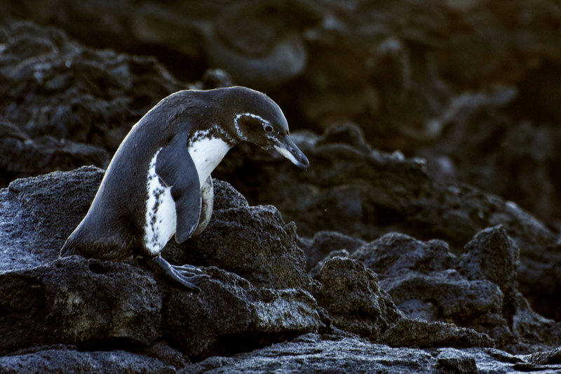Galapagos Penguin (Spheniscus mendiculus)