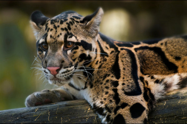 Clouded Leopard (Neofelis nebulosa) in the wild
