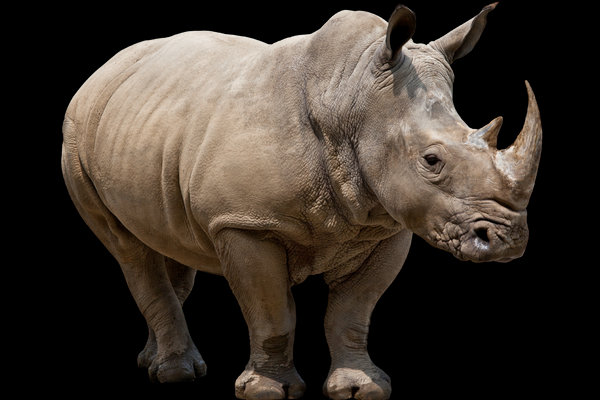 Rhinoceros (Ceratotherium simum / Diceros bicornis) in the wild