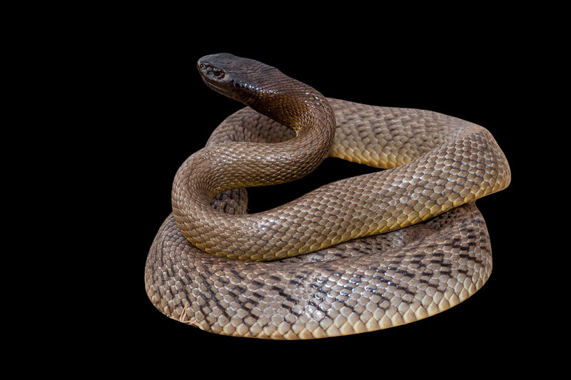 Taipan (Oxyuranus scutellatus) - Coastal Taipan — Northern and eastern Australia, Queensland and NT