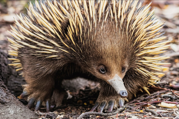 Short-beaked Echidna (Tachyglossus aculeatus) in the wild