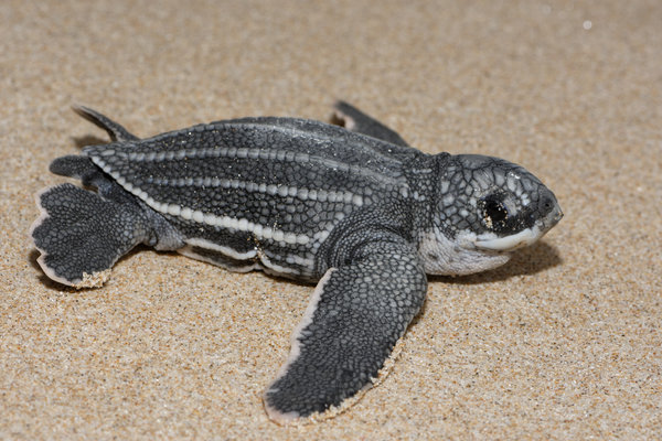 Leatherback Sea Turtle (Dermochelys coriacea) in the wild