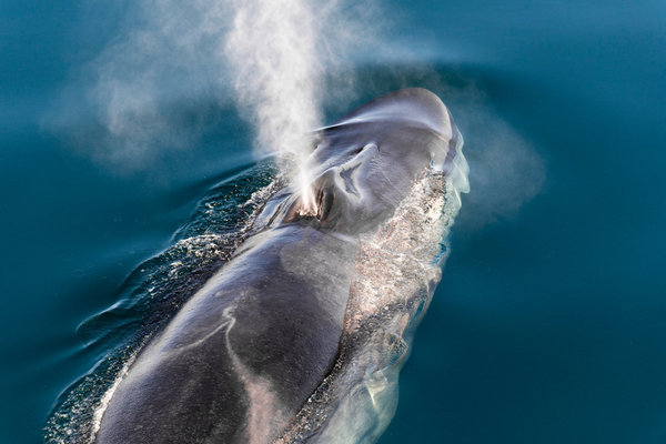 Fin Whale (Balaenoptera physalus) in the wild