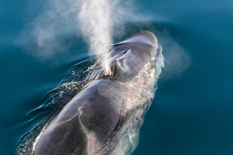 Fin Whale (Balaenoptera physalus)