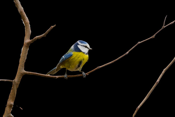 Eurasian Blue Tit (Cyanistes caeruleus) in the wild