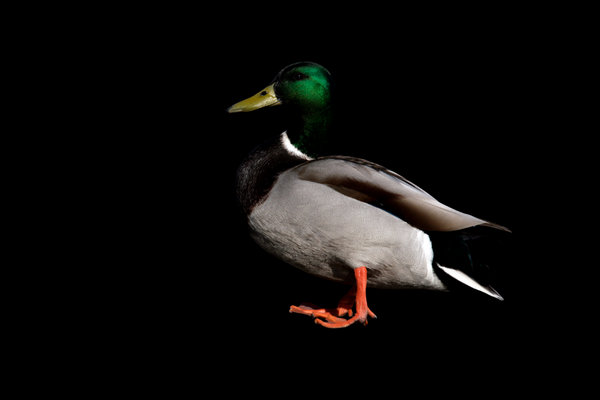 Mallard (Anas platyrhynchos) in the wild