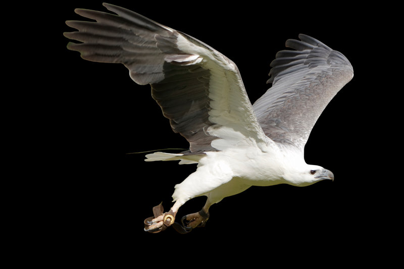 White-bellied Sea-Eagle (Haliaeetus leucogaster) — Indian subcontinent southeast Asia