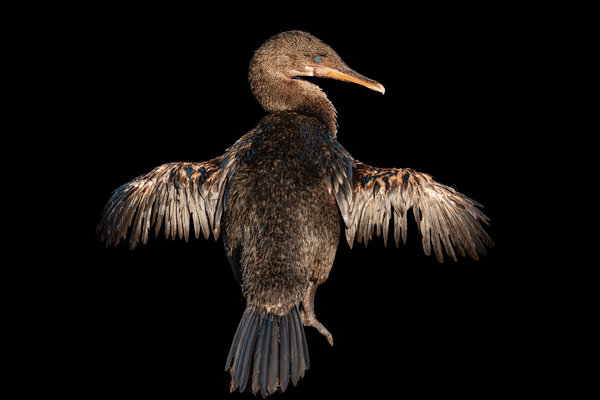 Flightless Cormorant (Phalacrocorax harrisi) in the wild