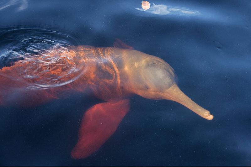 Amazon River Dolphin (Inia geoffrensis)