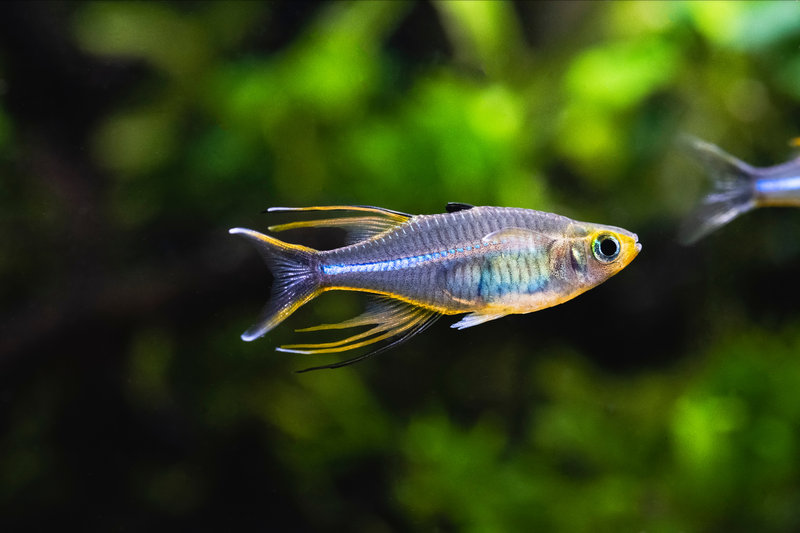 Telmatherinid Fish (Marosatherina ladigesi) — Sulawesi, Indonesia