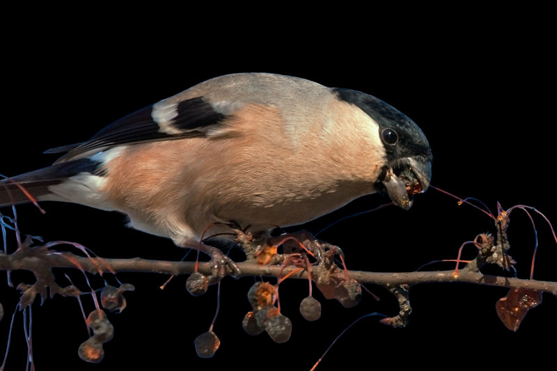 Eurasian Bullfinch (Pyrrhula pyrrhula)