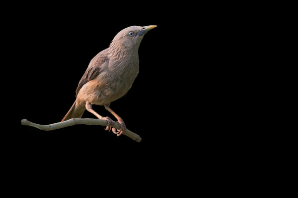 Malabar Starling (Sturnia blythii) in the wild