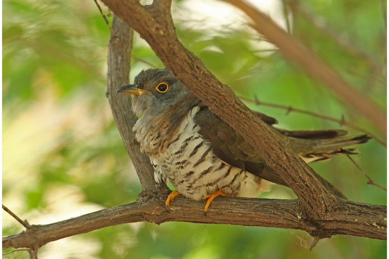 Indian Cuckoo (Cuculus micropterus) — Indian subcontinent southeast Asia