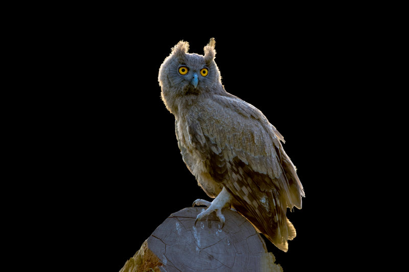 Dusky Eagle-Owl (Bubo coromandus) — Indian subcontinent southeast Asia