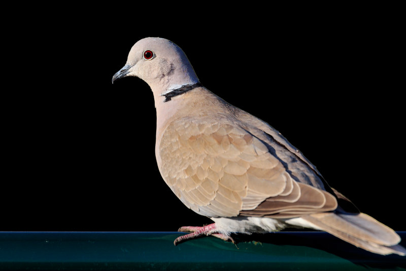 Eurasian Collared-Dove (Streptopelia decaocto)