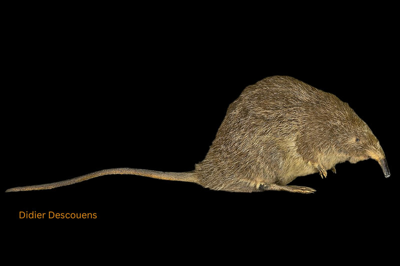 Pyrenean Desman (Galemys pyrenaicus)