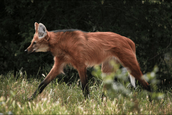 Maned Wolf (Chrysocyon brachyurus) in the wild