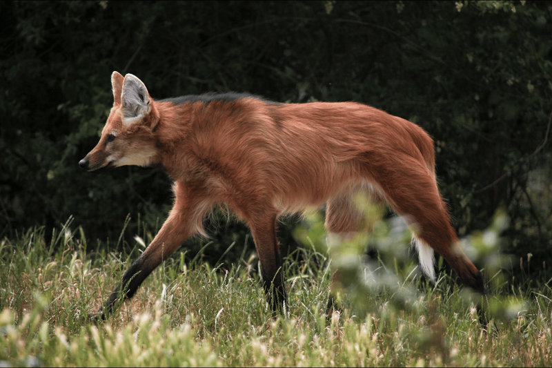 Maned Wolf (Chrysocyon brachyurus)