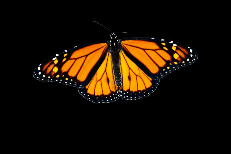 Monarch Butterfly (Danaus plexippus)
