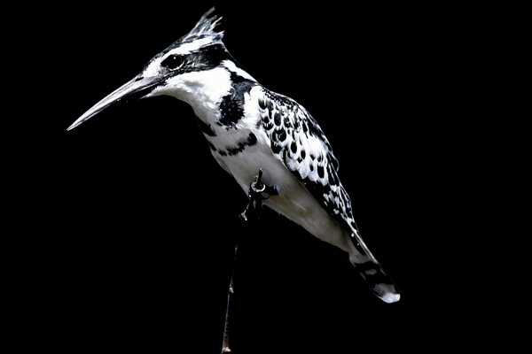 Pied Kingfisher (Ceryle rudis) in the wild