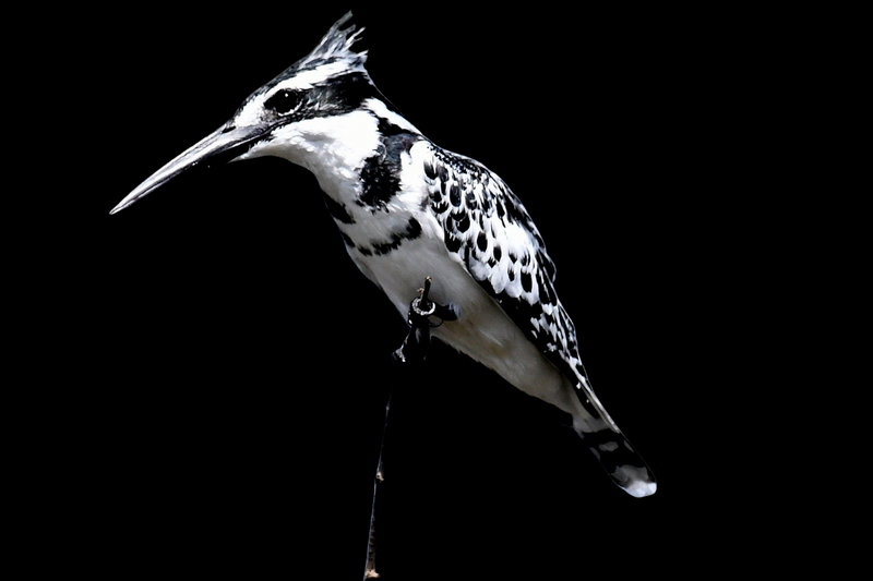 Pied Kingfisher (Ceryle rudis)