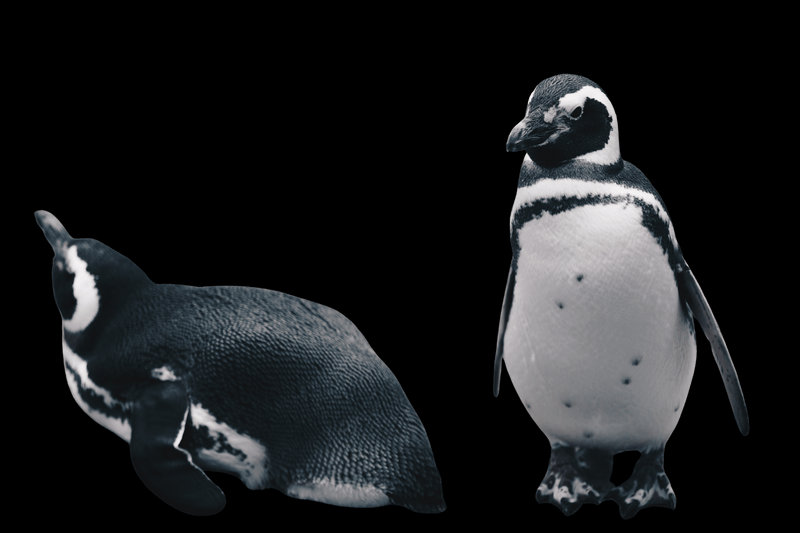 Magellanic Penguin (Spheniscus magellanicus)