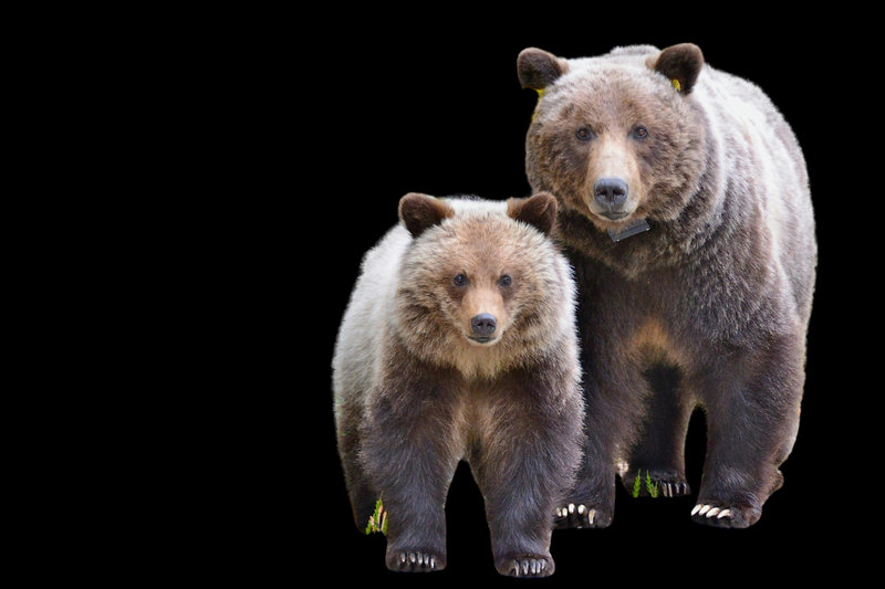 Grizzly Bear (Ursus arctos horribilis)